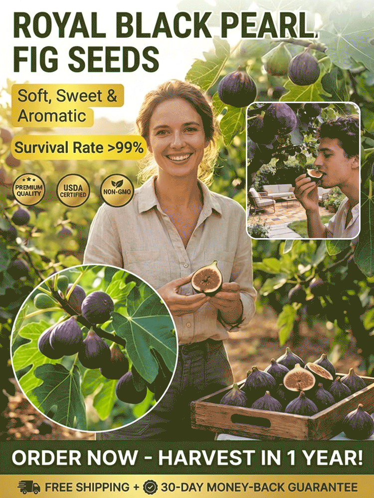 Watering is all it takes for them to thrive: Four Seasons Fig Seeds