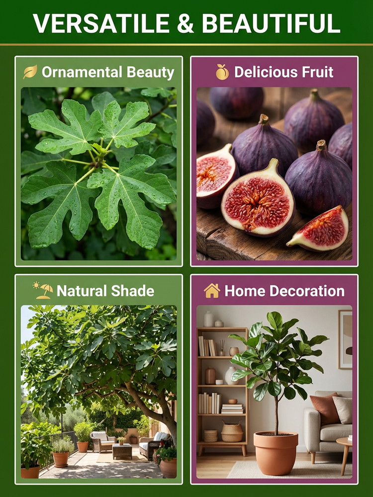 Watering is all it takes for them to thrive: Four Seasons Fig Seeds
