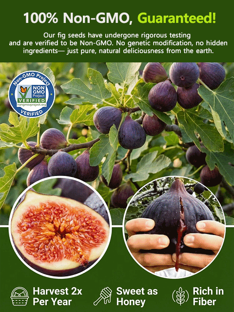 Watering is all it takes for them to thrive: Four Seasons Fig Seeds