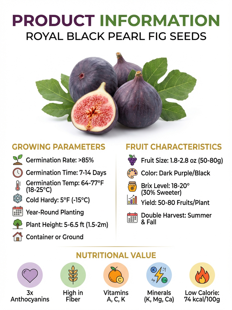 Watering is all it takes for them to thrive: Four Seasons Fig Seeds