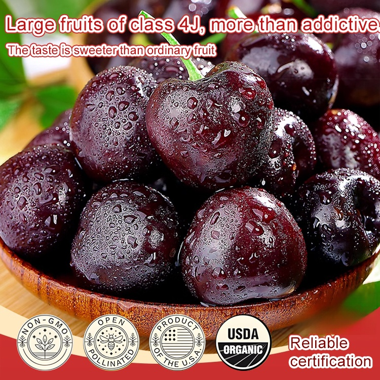 Fully Imported Chilean Chelsea Seeds