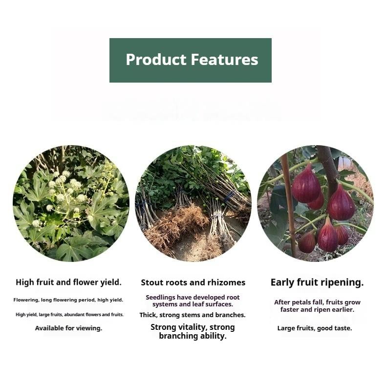 Mission Fig Tree Live Plant &ndash; Ficus carica, Perennial Fruit Tree, Hardy and Easy-to-Grow Starter Plant for Gardens & Yards