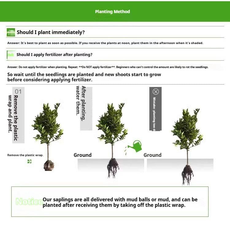 Mission Fig Tree Live Plant – Ficus carica, Perennial Fruit Tree, Hardy and Easy-to-Grow Starter Plant for Gardens & Yards Mission Fig Tree Live Plant – Ficus carica, Perennial Fruit Tree, Hardy and Easy-to-Grow Starter Plant for Gardens & Yards
