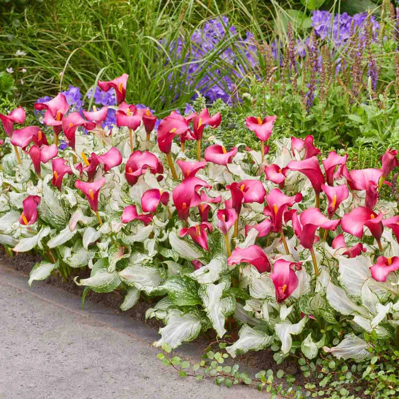 🏆New Year 60% OFF🔥Frozen Queen Calla Lily