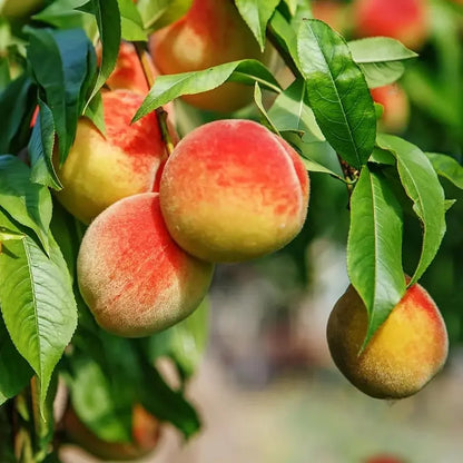 🔥Last Day Sale 49% OFF-🔥 Peach Tree Seedlings High Survival Rate Fast Growing