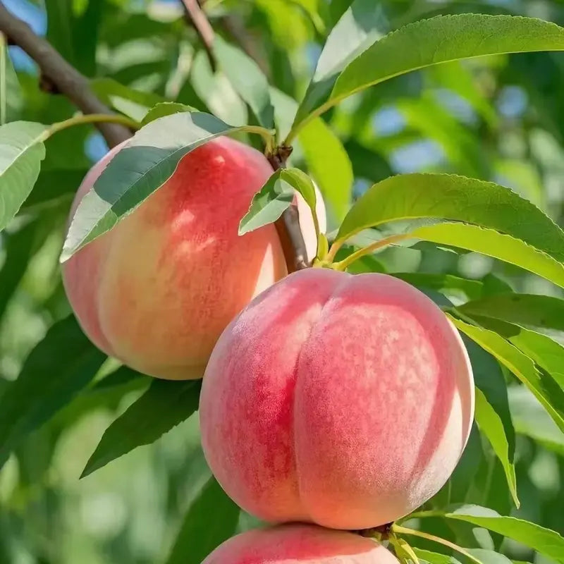 🔥Last Day Sale 49% OFF-🔥 Peach Tree Seedlings High Survival Rate Fast Growing