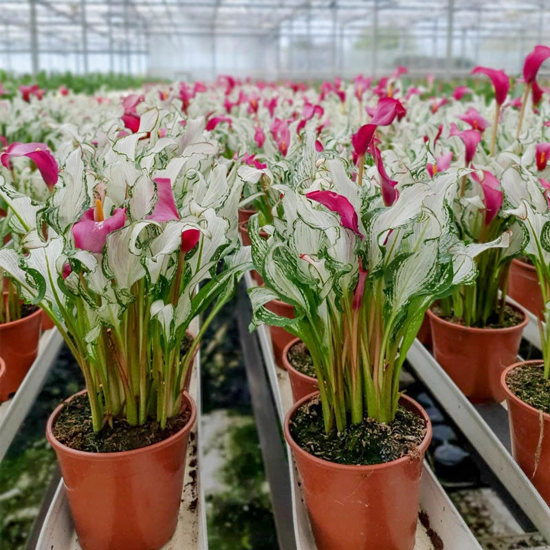 🏆New Year 60% OFF🔥Frozen Queen Calla Lily
