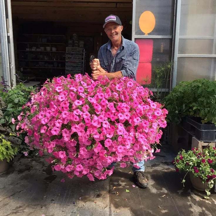 🌸Last Day Sale 49% OFF💐 UV Simulation Artificial Petunias