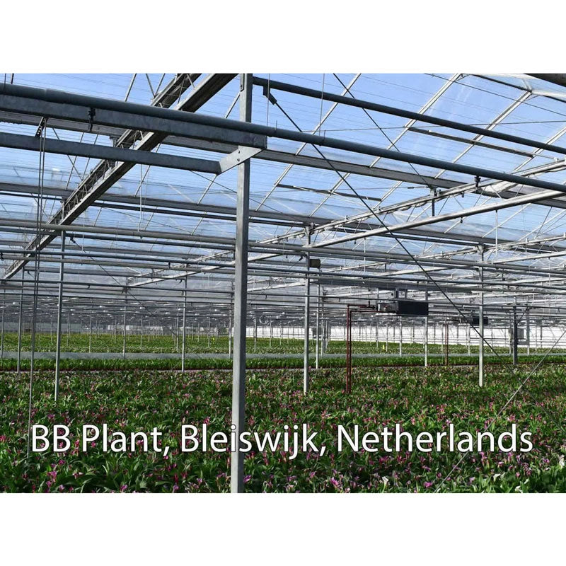 🏆New Year 60% OFF🔥Frozen Queen Calla Lily