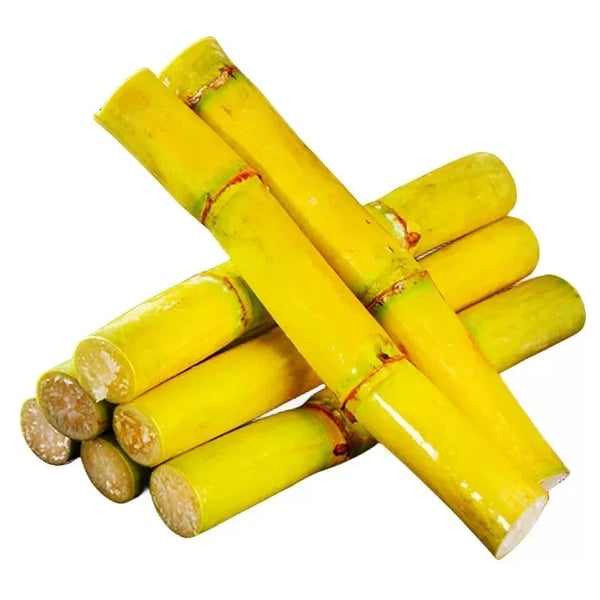 🔥Hot Sale 49% OFF🔥🌱 Grow Your Own Sugarcane – High Germination Seeds ✨ for Easy Home Gardens 🌿!