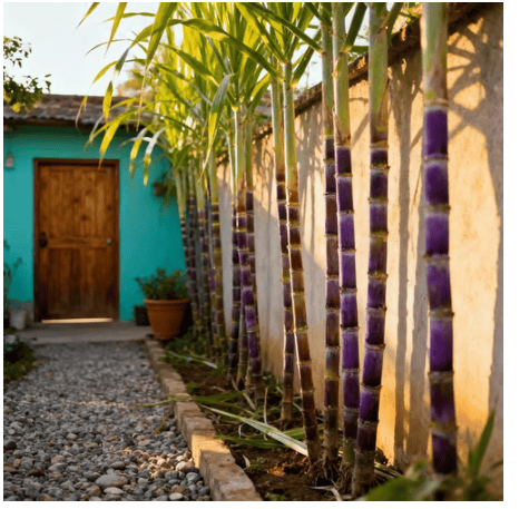 🔥Hot Sale 49% OFF🔥🌱 Grow Your Own Sugarcane – High Germination Seeds ✨ for Easy Home Gardens 🌿!