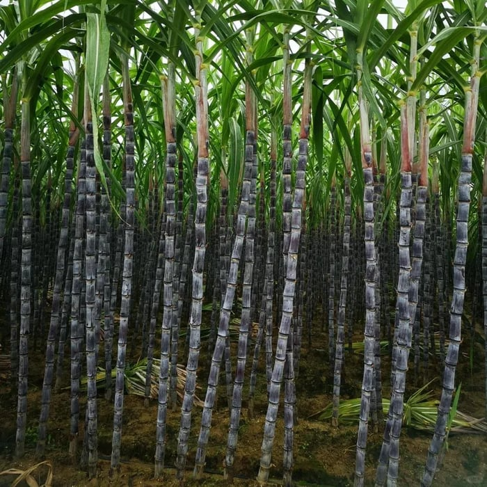 🔥Hot Sale 49% OFF🔥🌱 Grow Your Own Sugarcane – High Germination Seeds ✨ for Easy Home Gardens 🌿!
