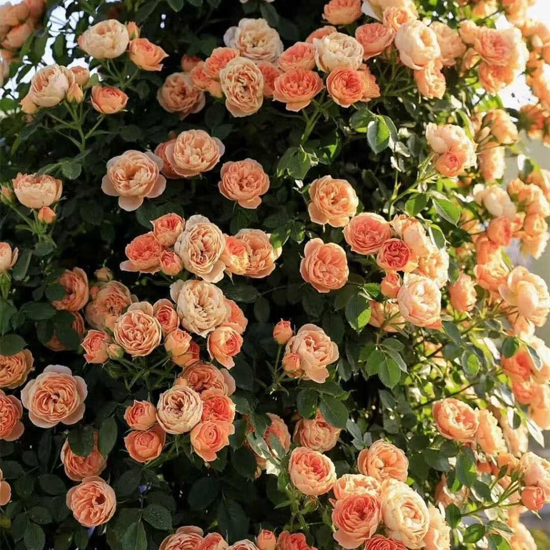 New Rose Seed Variety | Easy to Grow & High Survival | Big Sale