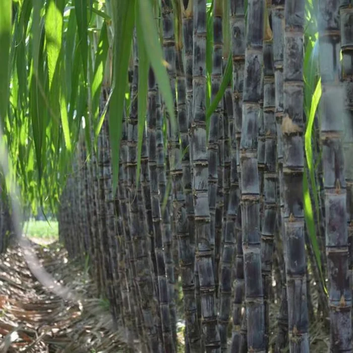 🔥Hot Sale 49% OFF🔥🌱 Grow Your Own Sugarcane – High Germination Seeds ✨ for Easy Home Gardens 🌿!