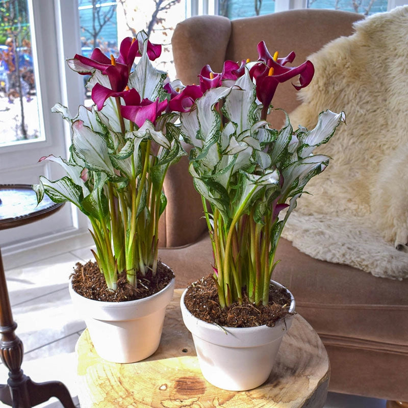 🏆New Year 60% OFF🔥Frozen Queen Calla Lily