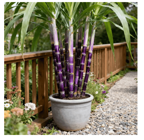 🔥Hot Sale 49% OFF🔥🌱 Grow Your Own Sugarcane – High Germination Seeds ✨ for Easy Home Gardens 🌿!