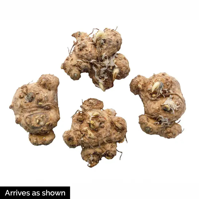 🏆New Year 60% OFF🔥Frozen Queen Calla Lily