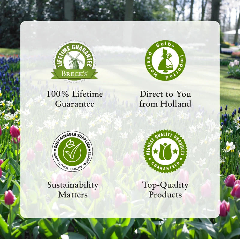 🏆New Year 60% OFF🔥Frozen Queen Calla Lily