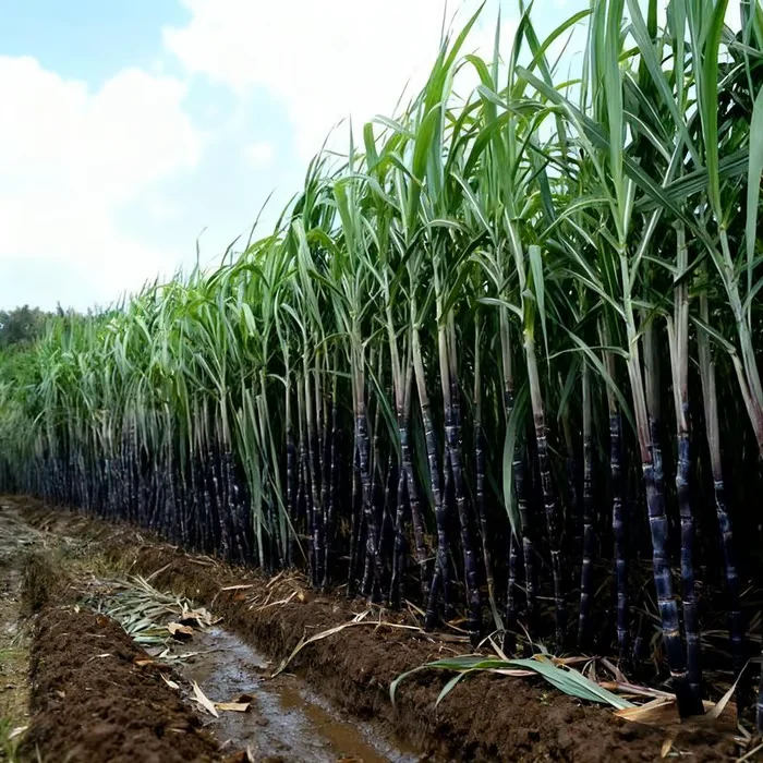 🔥Hot Sale 49% OFF🔥🌱 Grow Your Own Sugarcane – High Germination Seeds ✨ for Easy Home Gardens 🌿!