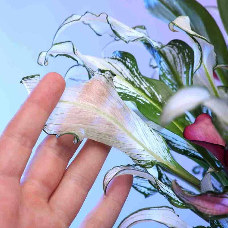 🏆New Year 60% OFF🔥Frozen Queen Calla Lily