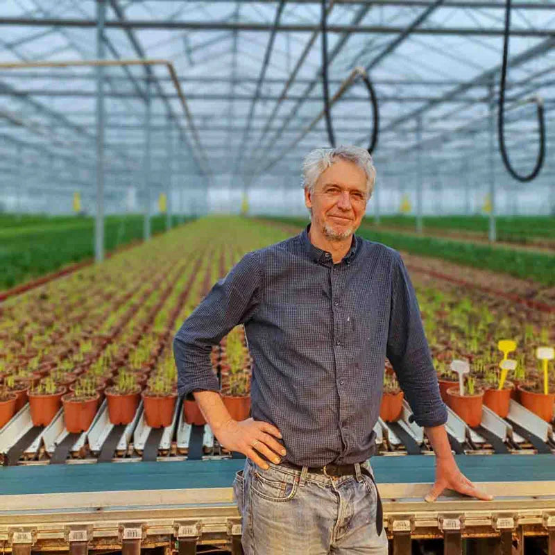 🏆New Year 60% OFF🔥Frozen Queen Calla Lily