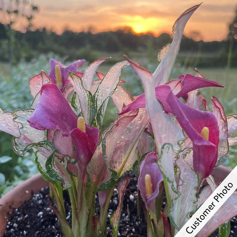 🏆New Year 60% OFF🔥Frozen Queen Calla Lily