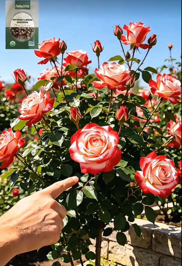 🔥Hot Sale 49% OFF🔥New Rose Seed Variety | Easy to Grow & High Survival | Big Sale