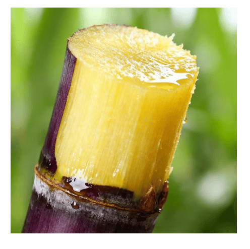 🔥Hot Sale 49% OFF🔥🌱 Grow Your Own Sugarcane – High Germination Seeds ✨ for Easy Home Gardens 🌿!