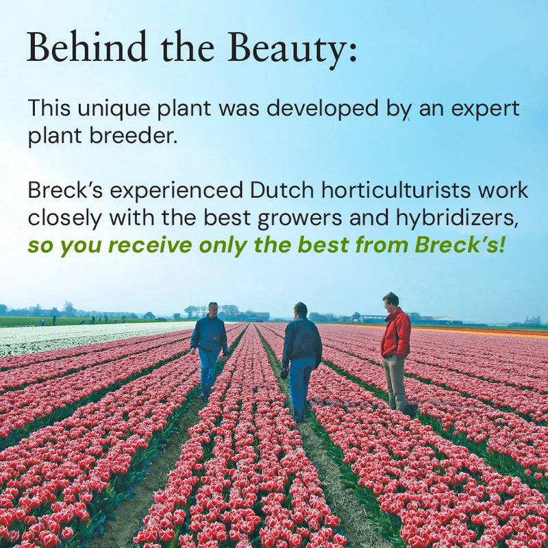 🏆New Year 60% OFF🔥Frozen Queen Calla Lily