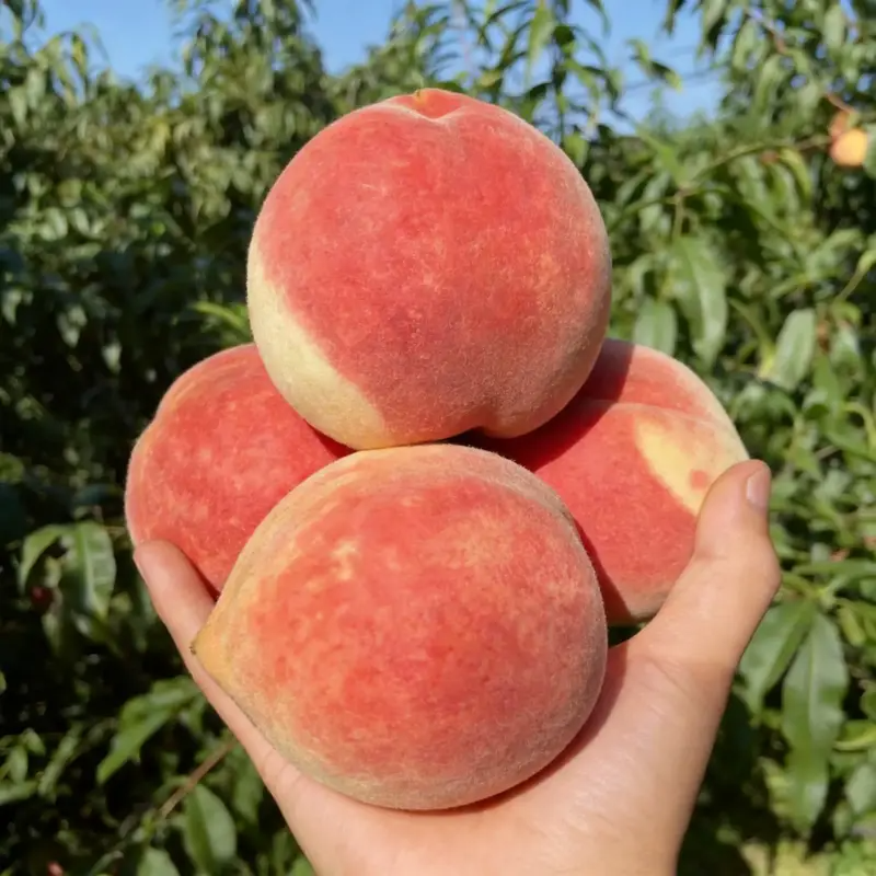 🔥Last Day Sale 49% OFF-🔥 Peach Tree Seedlings High Survival Rate Fast Growing