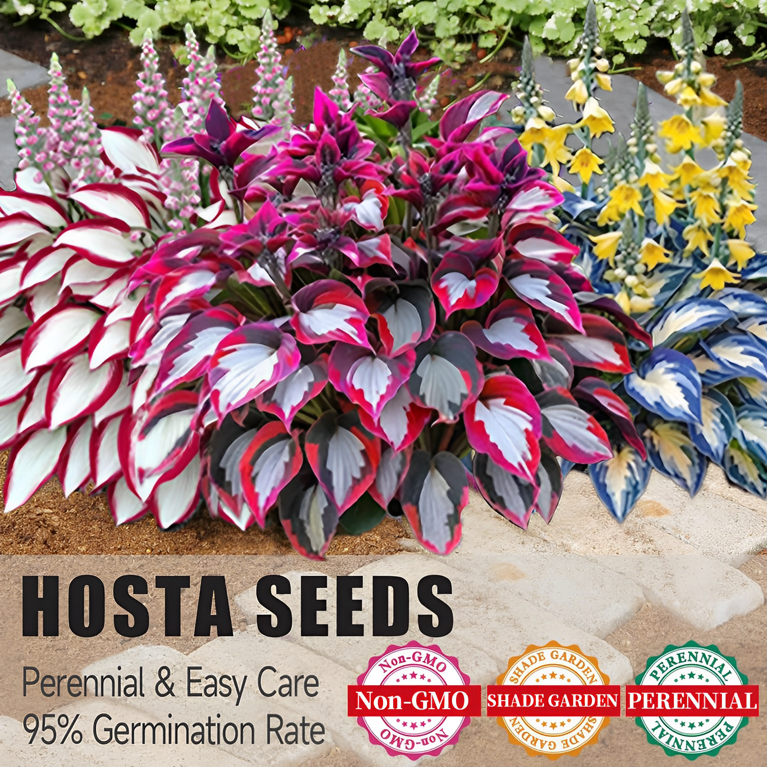 🏆New Year 60% OFF🔥Premium Rare Hosta Seeds🌿Shade-Tolerant Plant
