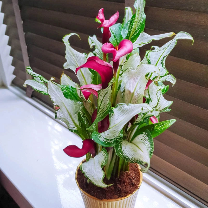 🏆New Year 60% OFF🔥Frozen Queen Calla Lily