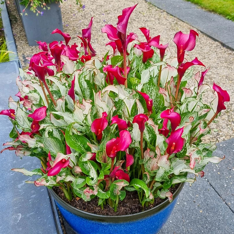 🏆New Year 60% OFF🔥Frozen Queen Calla Lily