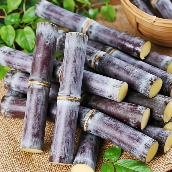 🔥Hot Sale 49% OFF🔥🌱 Grow Your Own Sugarcane – High Germination Seeds ✨ for Easy Home Gardens 🌿!