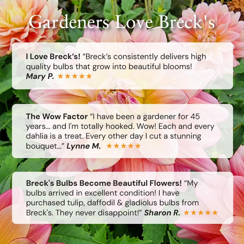 🏆New Year 60% OFF🔥Frozen Queen Calla Lily