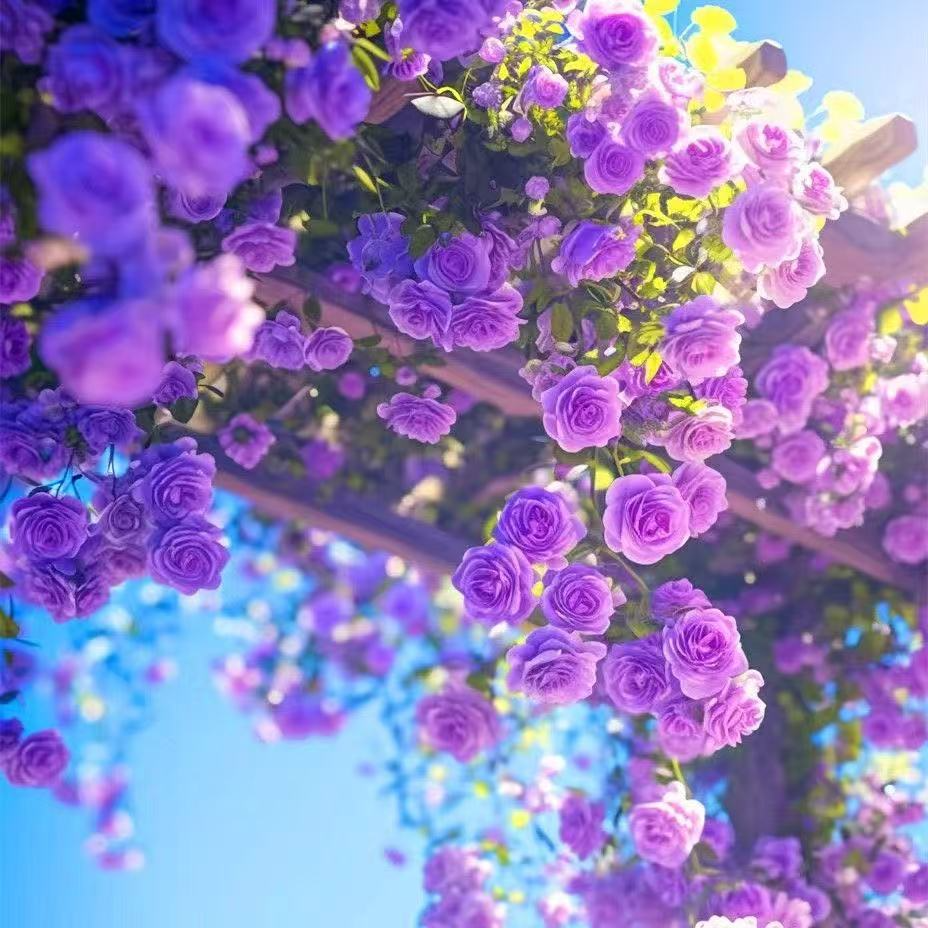 New Rose Seed Variety | Easy to Grow & High Survival | Big Sale