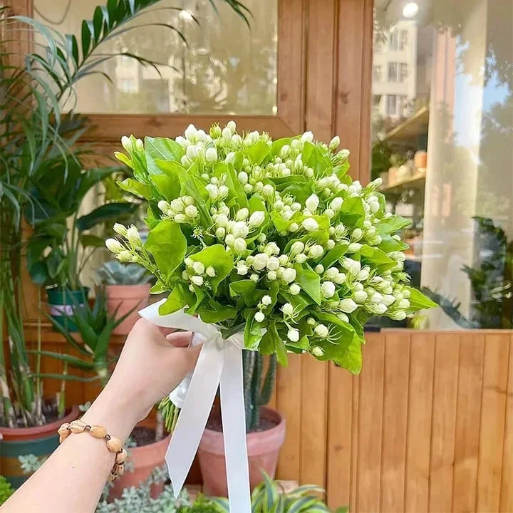 🔥LAST DAY Promotion 49% OFF 🌸Beautiful Jasmine Potted Plant(Can be planted in winter)