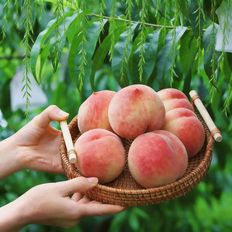 🔥Last Day Sale 49% OFF-🔥 Peach Tree Seedlings High Survival Rate Fast Growing