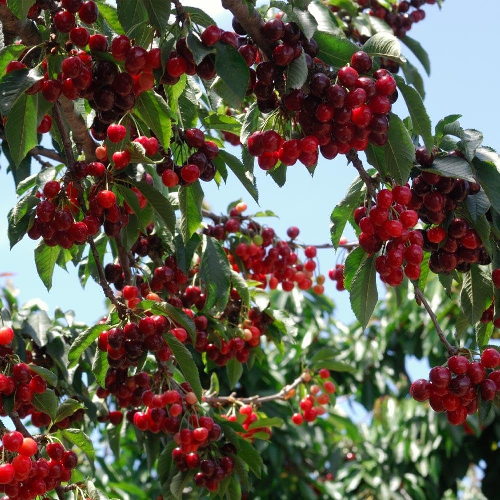🏆75K+ SOLD! 🍒 (New Harvest) Sweet Cherry Seeds 🌿Pre-Primed for High Germination