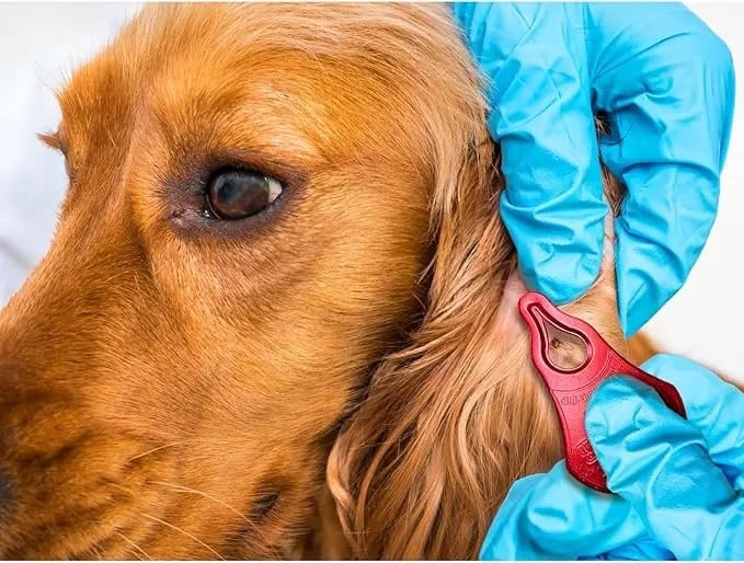 Tick Remover Tool 3 Pack, Portable Outdoor Living Essential Tick Remover Tools