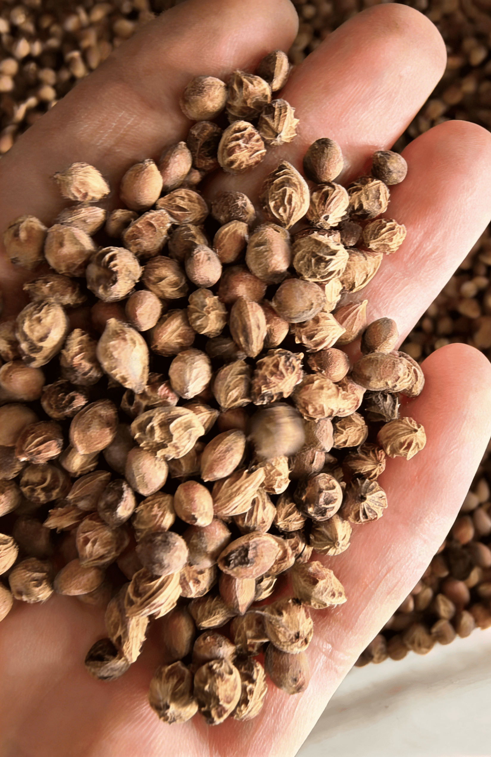 🌳LIMITED-TIME BUY 1 GET 1 FREE⏰🍑 Heirloom Non-GMO Grafted Plum Tree Live Seeds