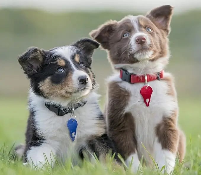Tick Remover Tool 3 Pack, Portable Outdoor Living Essential Tick Remover Tools