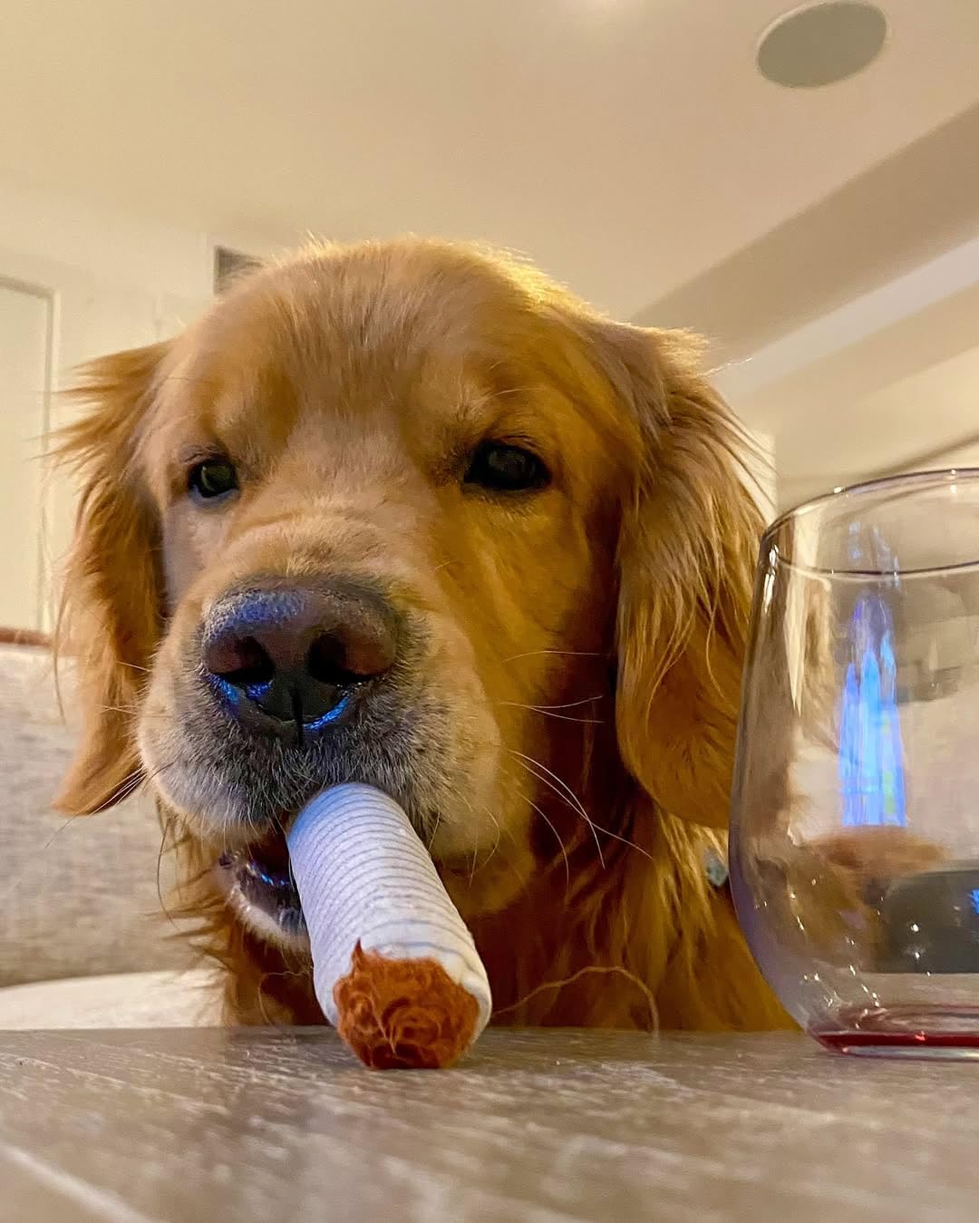 Giggle Puff Stick Toys, Funny Interactive Giggle Sound Plush Dog Toys, Pitbull Husky Frenchie No Stuffing Puppy Toys for Small to Medium Breed, Dog Accessories Boy Gift