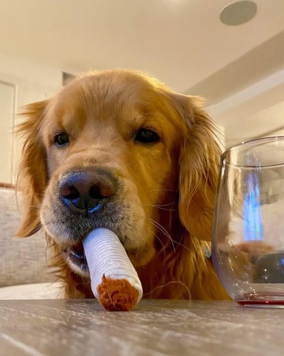 Giggle Puff Stick Toys, Funny Interactive Giggle Sound Plush Dog Toys, Pitbull Husky Frenchie No Stuffing Puppy Toys for Small to Medium Breed, Dog Accessories Boy Gift