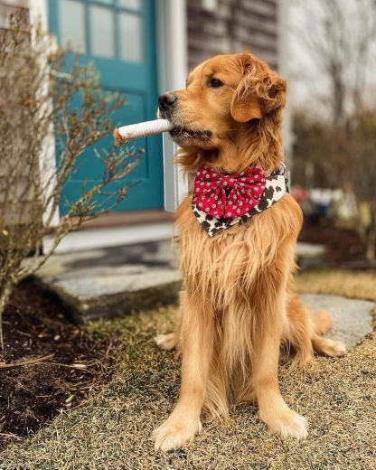 Giggle Puff Stick Toys, Funny Interactive Giggle Sound Plush Dog Toys, Pitbull Husky Frenchie No Stuffing Puppy Toys for Small to Medium Breed, Dog Accessories Boy Gift