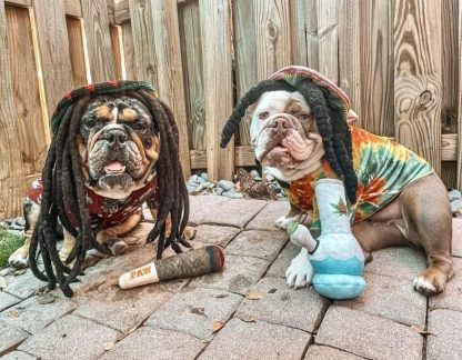 Funny Dog Toys - Plush Squeaky Toys for Medium, Small and Large - Cool Stuffed for Dog Birthday