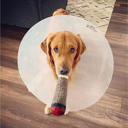 Funny Dog Toys - Plush Squeaky Toys for Medium, Small and Large - Cool Stuffed for Dog Birthday