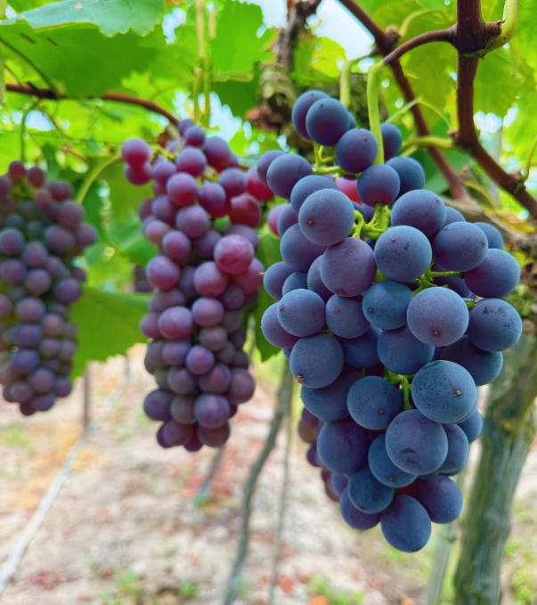 🍇 Semená obrovského hrozna – tenké korene, veľké plody, bez jadierok – menej starostí（🌿 Časovo obmedzená ponuka – hnojivo ZADARMO）