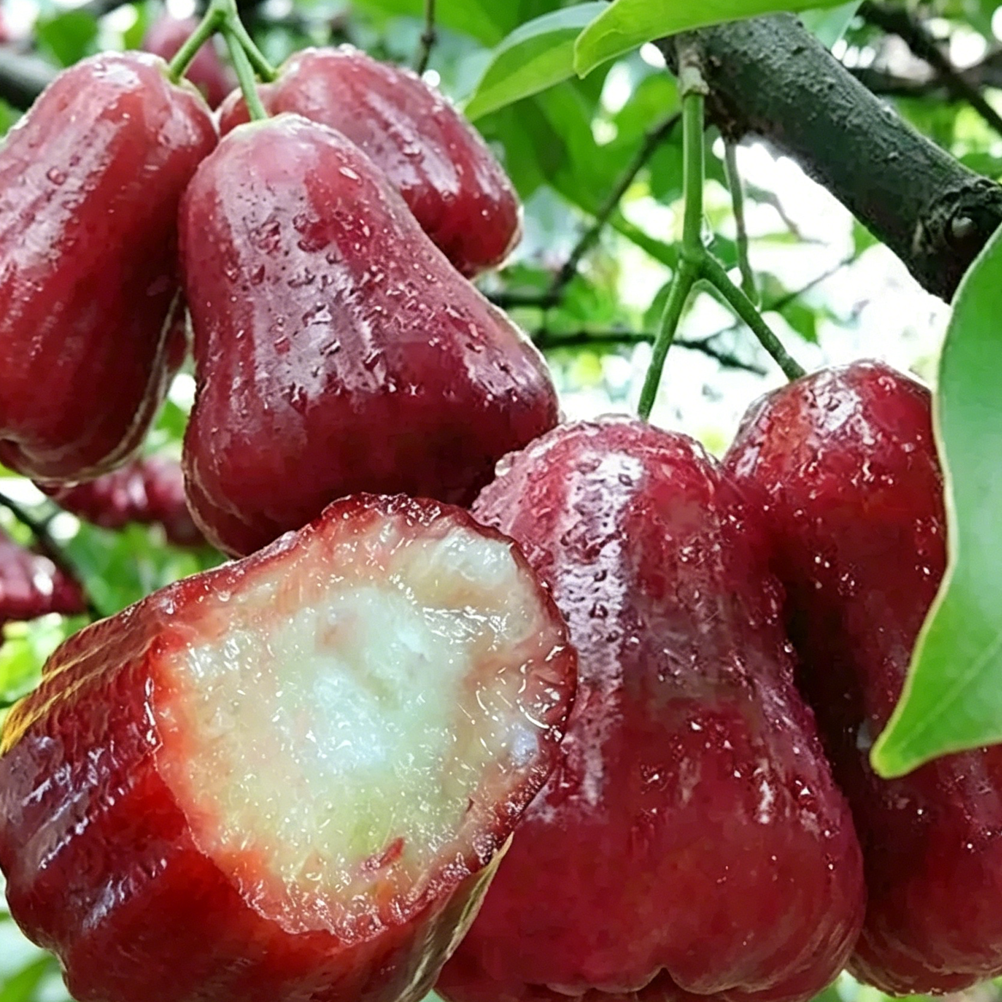 🏆Viac ako 65 000 predaných! Semená krvavej broskyne—💧„Minerálna voda zo stromu“!  Ochutnajte osviežujúcu chuť jambu (voskové jablko)! 😋