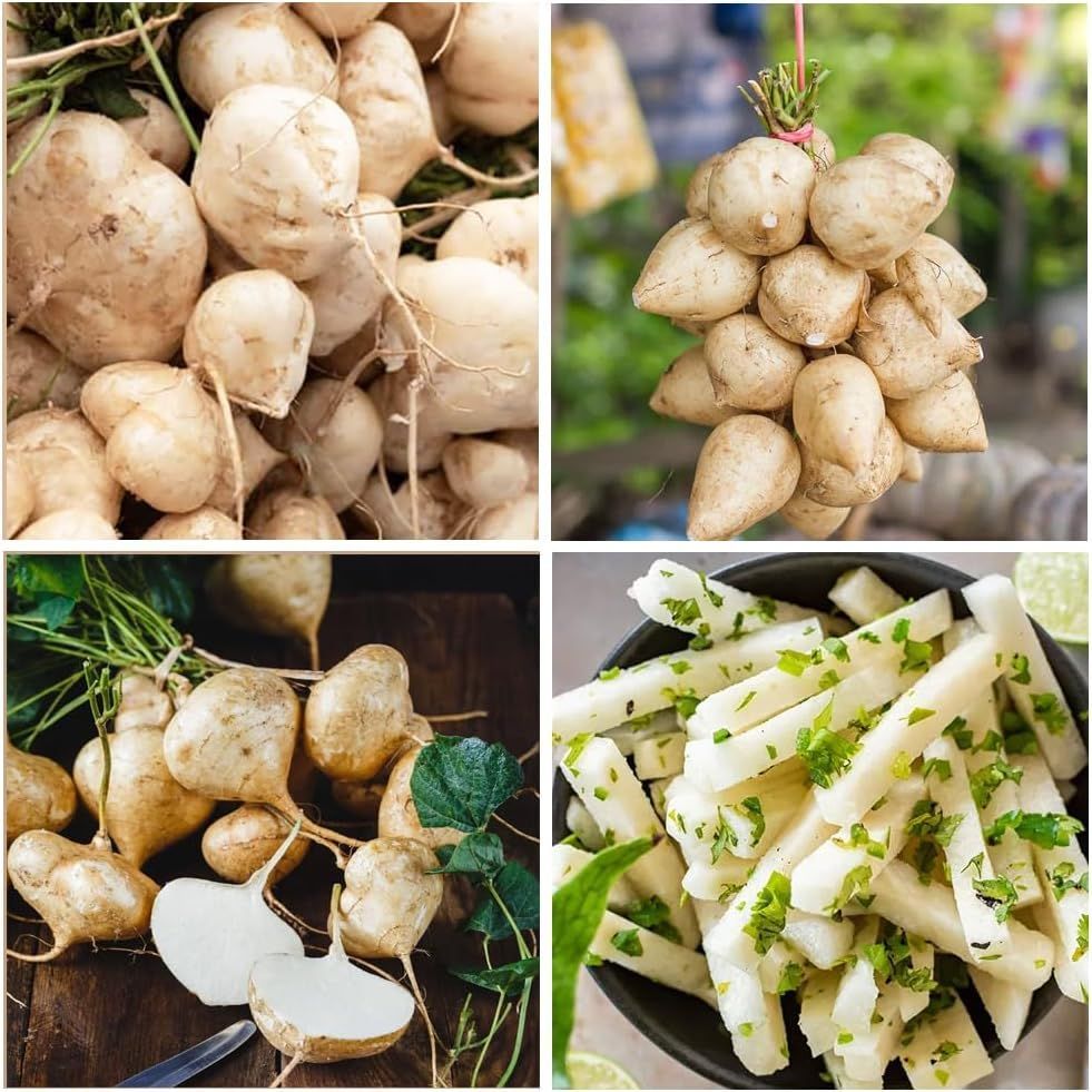 🌿 Semená jicamy – jednoduché pestovanie 🌱 Už bolo predaných viac ako 10 000 balení semien 🏆🏆🏆